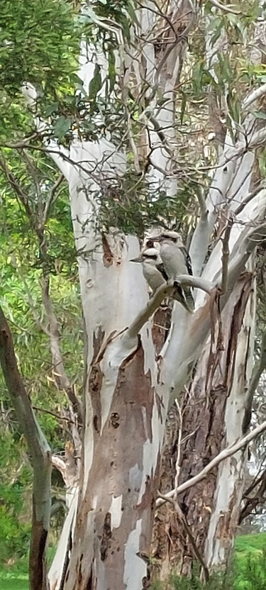 Kookaburras. Submitted by Sharon S.