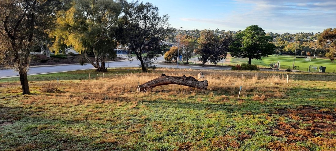Marine drive OSullivan Beach Urban Grassland