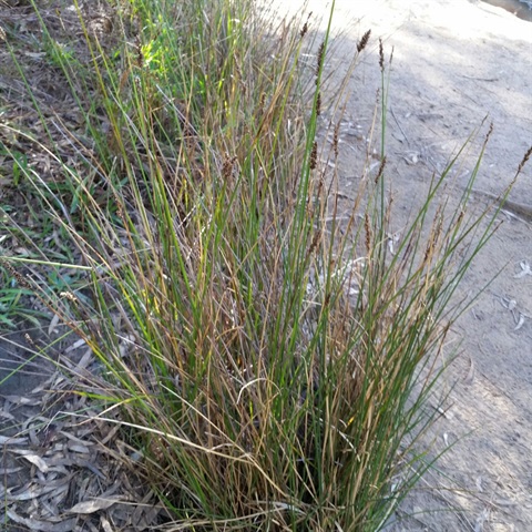 Carex-tereticaulis-plant.jpg