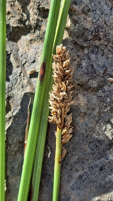 Carex-tereticaulis-seedhead.jpg