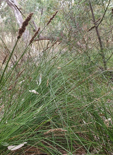 Carex-tereticaulis-seedheads.jpg
