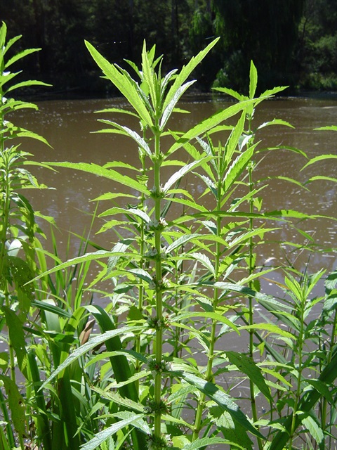 Lycopus-australis-plant.jpg