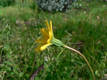 Microseris-lanceolata-flower2-PeterWatton.jpg