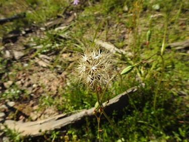 Microseris-lanceolata-seed-PeterWatton.jpg