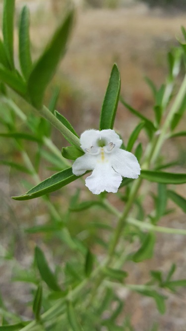 Prostanthera-behriana-flower.jpg