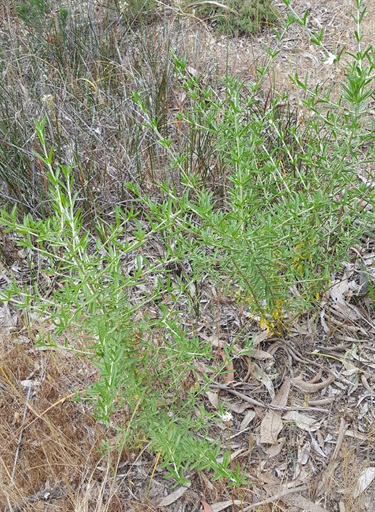 Prostanthera-behriana-plant.jpg