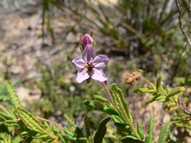Thomasia-petalocalyx-flower-PeterWatton.jpg