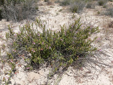 Thomasia-petalocalyx-plant2-PeterWatton.jpg