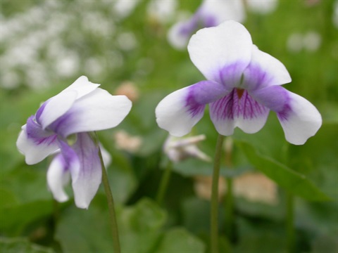 Native Violia Native Violet City of Onkaparinga