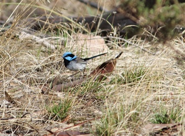 Superb Fairywren in grassland