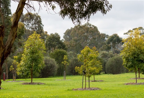 pocket-forest-1.jpg