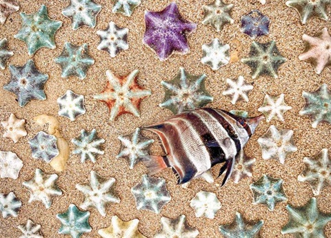 A dead fish lies on top of starfish arranged in a pattern across the sand.