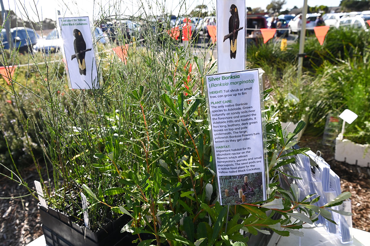 2024PlantGiveawayEvent-HR-ByCathLeo-2.jpg
